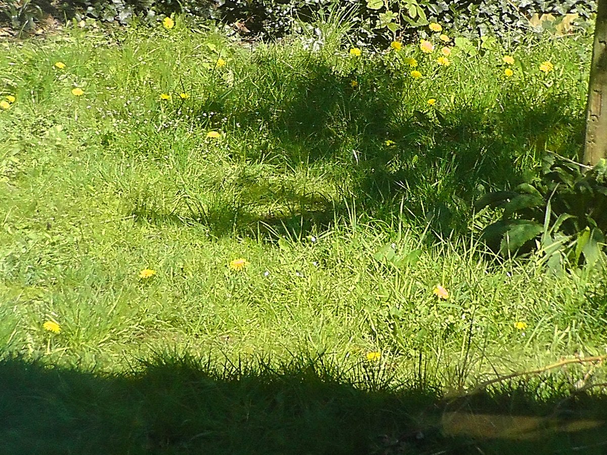 DHarazny's tweet photo. That's what I like to see a garden lawn full of dandelions #MyGarden #forwildlife #nature #foodforbees #insects #birds #wildismygarden https://t.co/rPvoT8rcu5