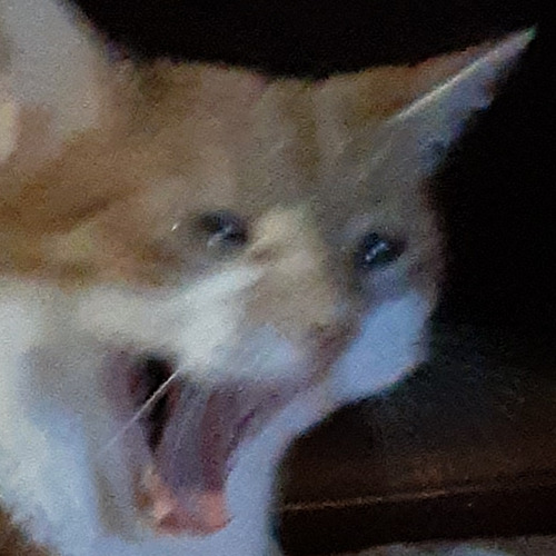 SpicySundee's tweet photo. Theres like 4 weeks left of the semester and I am losing my mind https://t.co/LMBz2DaGYT