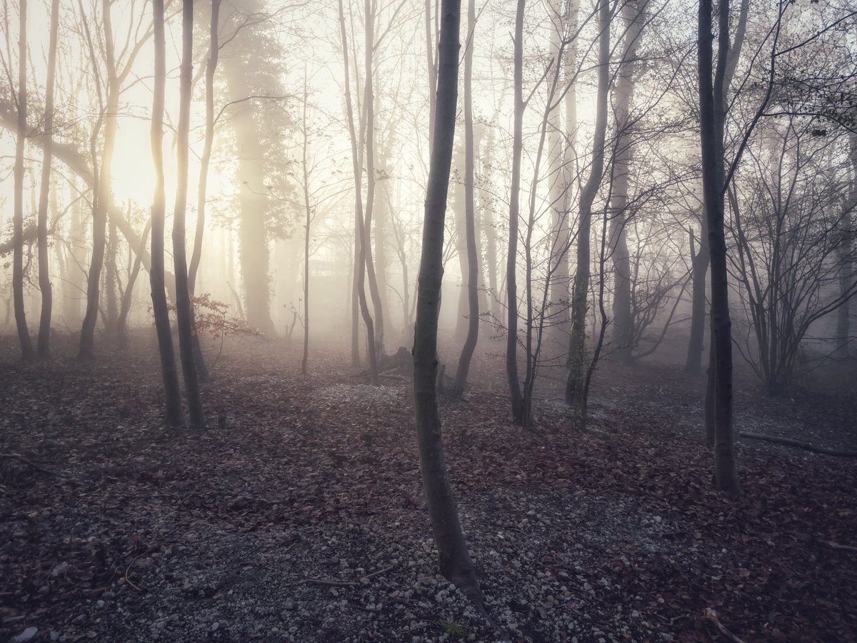 Misty woodlands #iphone #woodland #mist