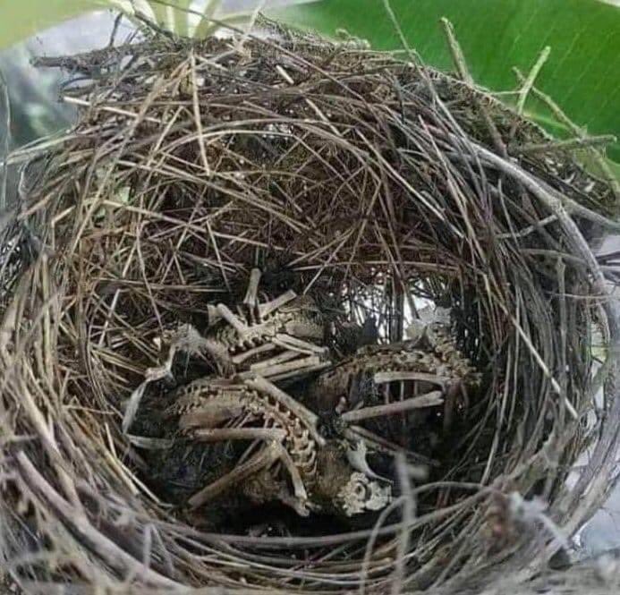 Doğadan bizlere mesaj var:👁️

Keyfi avcılık adı altında  öldürülen kuşların yavruları da annelerinin getireceği yiyeceği beklerken maalesef ölüyorlar…🦅

Avcılık asla bir spor değildir…