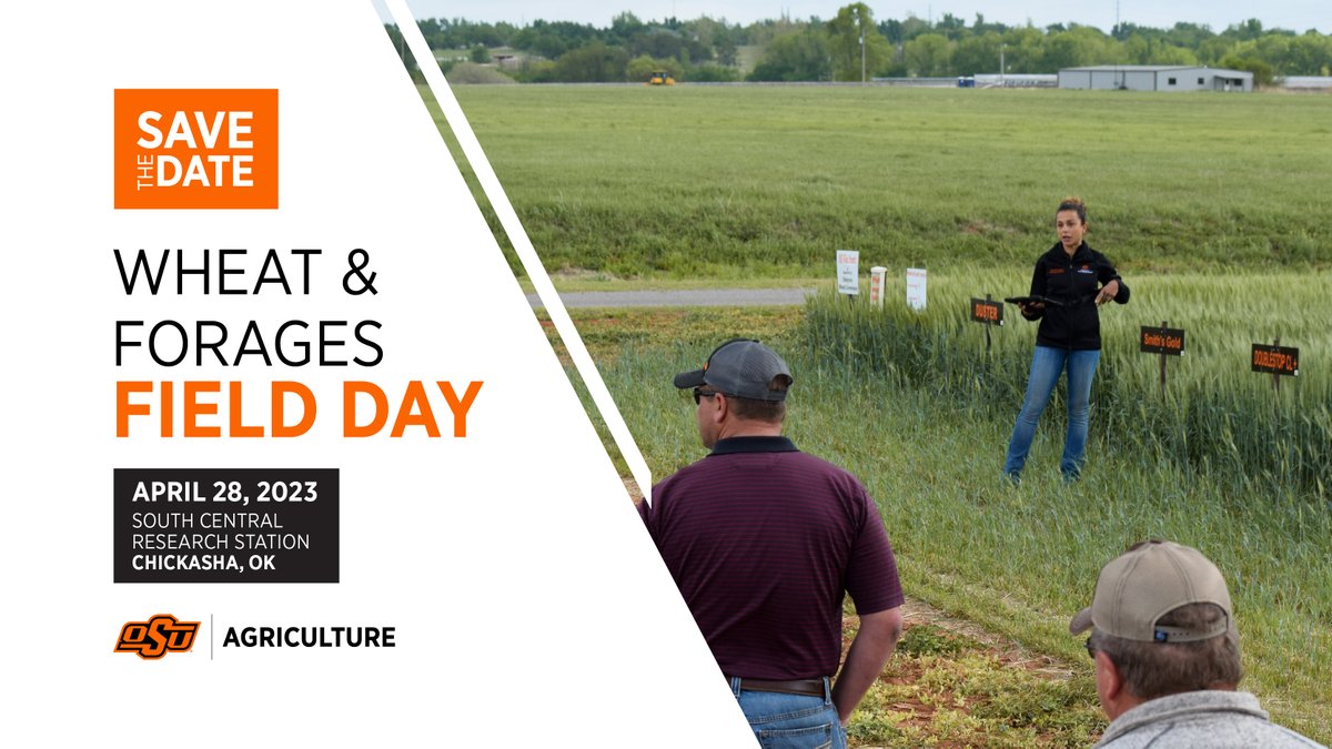okstate_ag's tweet image. Register for Chickasha Wheat and Forages Field Day for FREE today! 

You'll learn about the selection and management of wheat for grain and forage production, native perennial forages and more from experts in the field. 

Learn more and register here ➡️ okla.st/3nJDFeJ