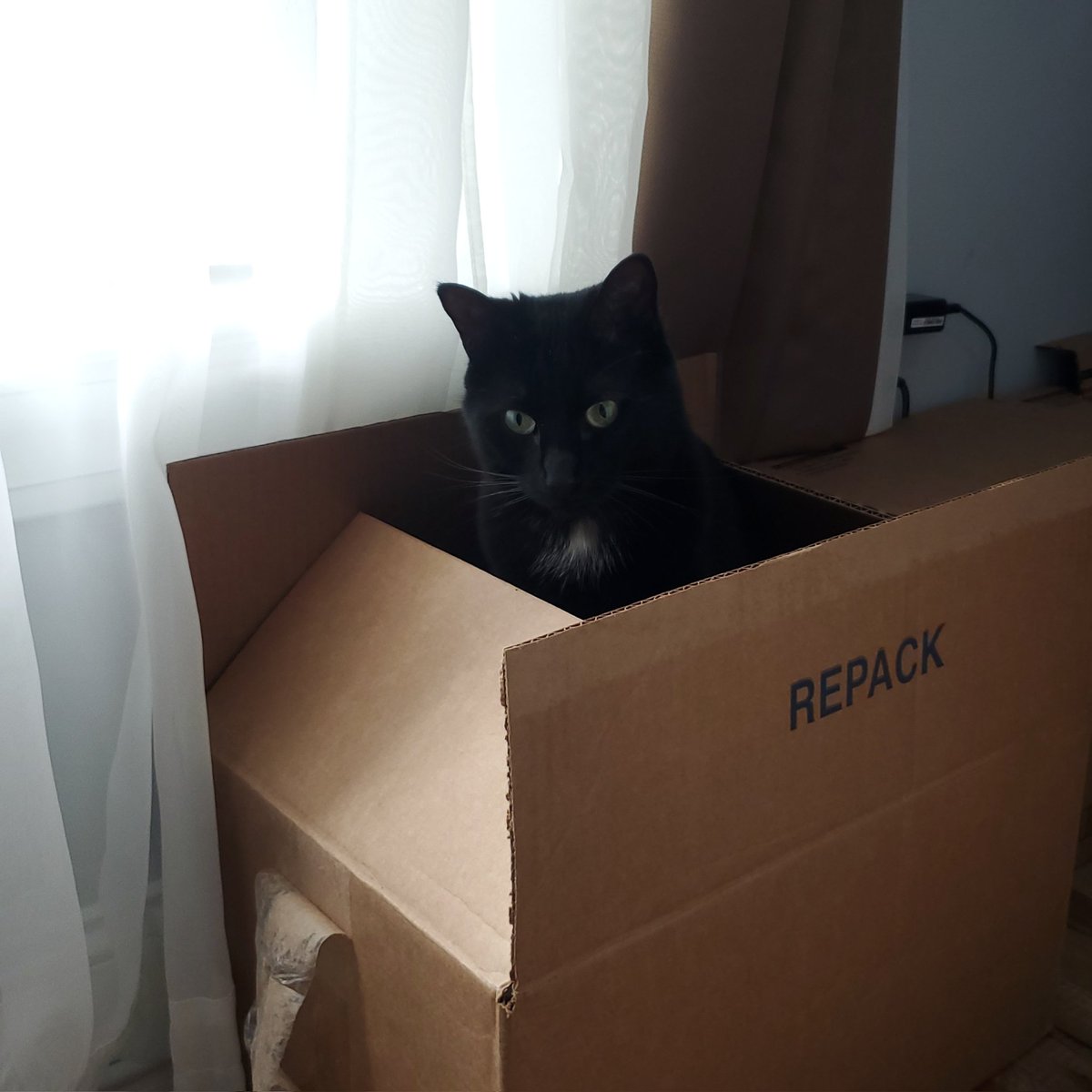 🌷 CadaBug 🌷 tweet media