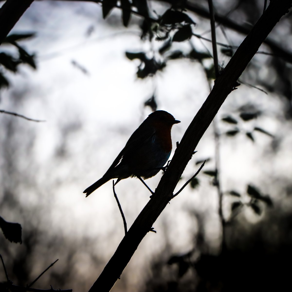Robin all my light 
#Robin #LowLightPhotography #birdphotography #ShotWithCanon #photography #wildlife #wildlifephotography