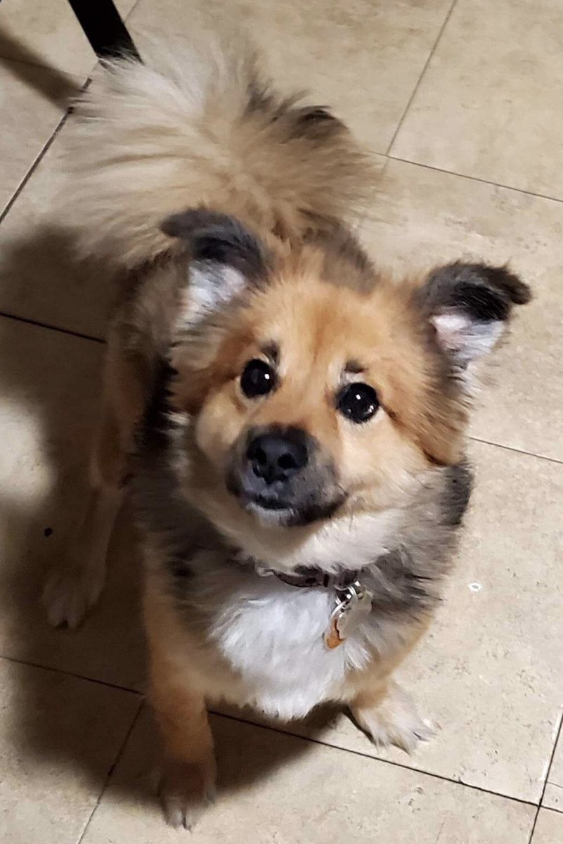 LucyLuro's tweet photo. @BrittanyBabc7 this is Noche. He is a rescue Dog now our Service dog …He is do playful.n loves to play with his squeaky toy..  we be looking for you to post him on Bug Dog Sunday…Thank you ur awesome @Big_R_Entertainment@yahoo.com #Norton https://t.co/5SySJ4FVkp