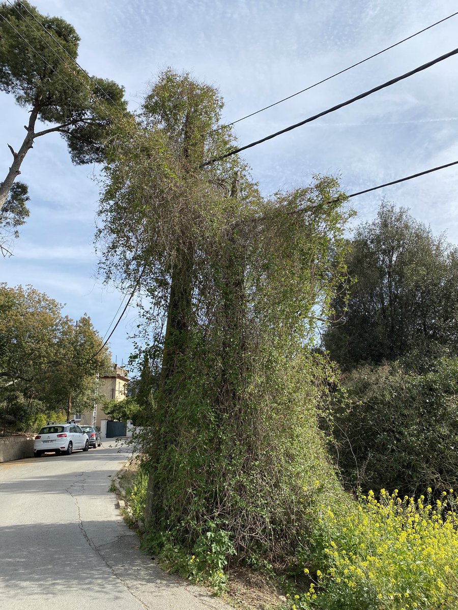 AlexNavarroLara's tweet photo. Av. Tarruell 27 (Floresta). Gairebé 2 mesos que vaig trucar a l’@ajsantcugat. Sense resposta.. https://t.co/V0B8M1wzAB