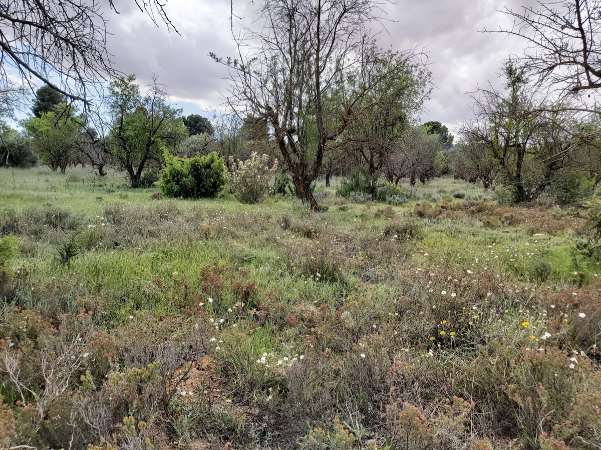 MELucasBorja's tweet photo. Misma parcela agricola abandonada en la que crece y se desarrolla vegetación después del cese de la actividad.

Inicio abril 2021 https://t.co/nvosYNdDqz