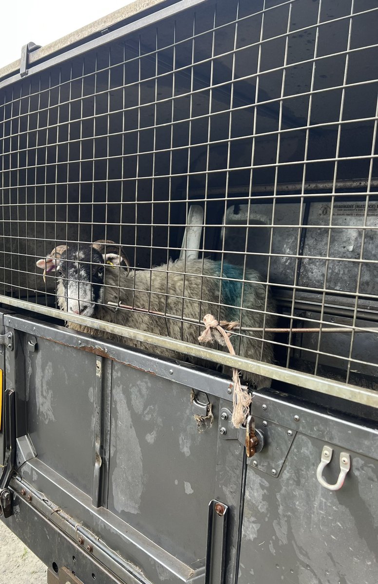 🚒🐑 Sheep rescue this afternoon for <a href="/GlossopFireStn/">GlossopFireStn</a> Blue Watch with assistance from the Alfreton Animal Rescue Unit crew, one sheep safely back with its owner <a href="/DerbyshireFRS/">Derbyshire Fire & Rescue Service</a>