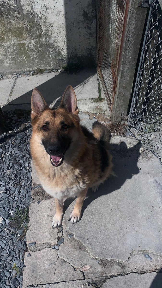 Hunny is 7yrs old and she has spent most her life with us, Hunny can live with other #dogs but she is an extremely nervous girl so needs an exp, calm and quiet home 
#GermanShepherd #Cornwall 
gsrelite.co.uk/hunny/