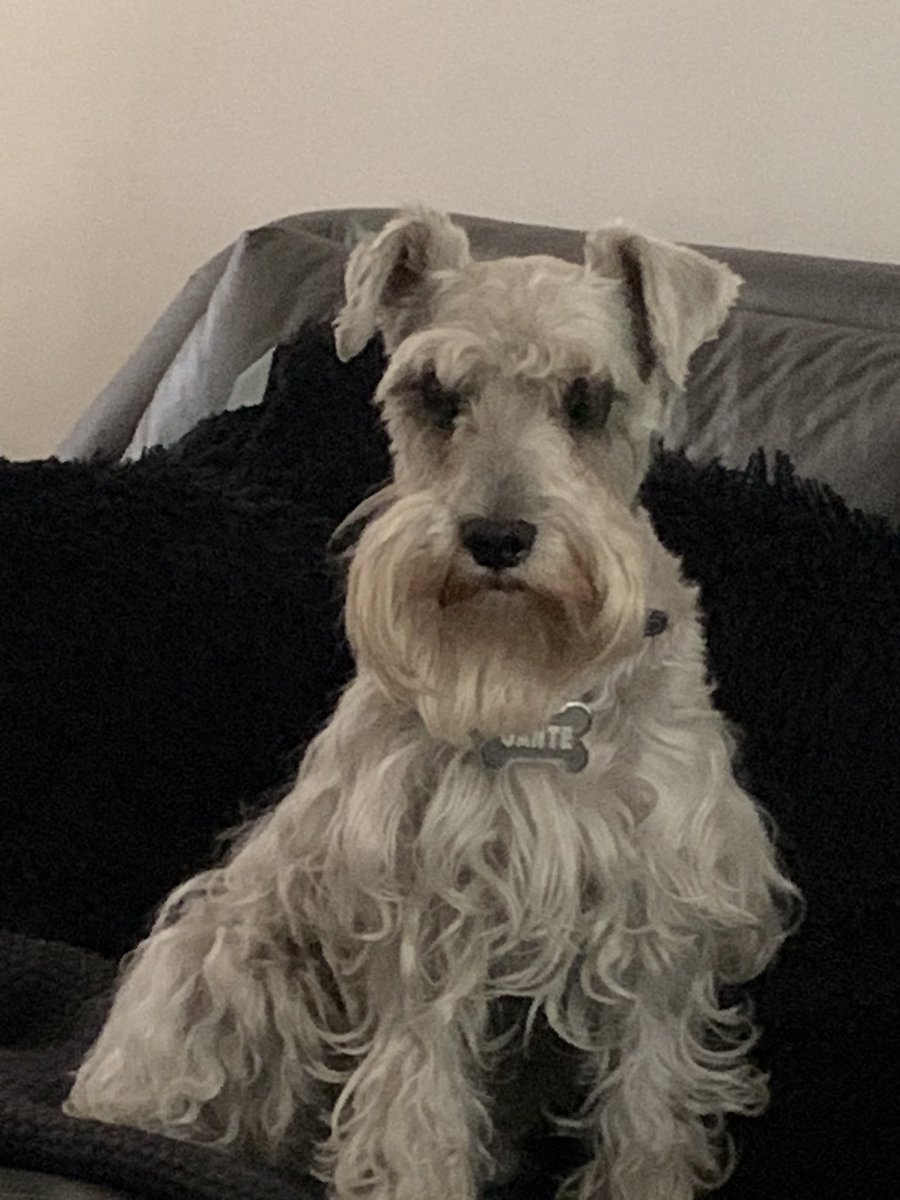 TuritoLeon's tweet photo. Mi perro se sienta en el sillón de la sala y se queda viendo a la nada durante minutos. No se si está meditando o simplemente recuerda sus vidas pasadas. https://t.co/ruOgIRHQom