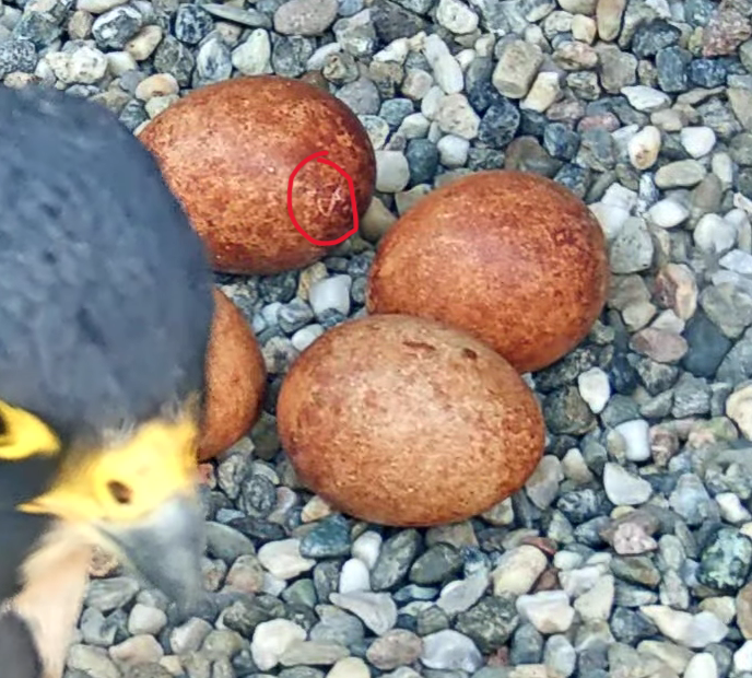 CalFalconCam tweet media