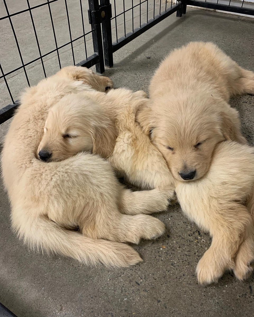 Canine Assistants tweet media