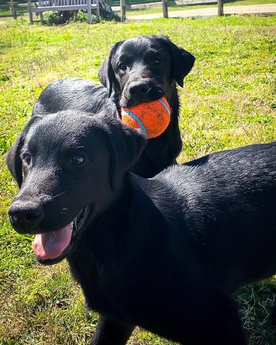 Canine Assistants tweet media