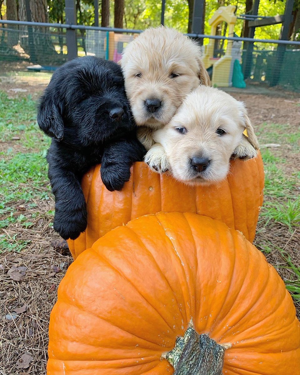 Canine Assistants tweet media