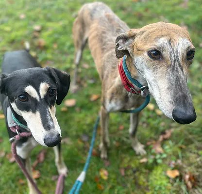 Please retweet to help Charles and Nina find a home together #YORKSHIRE #UK 
    
Bonded pair, Saluki and a Lurcher.   
Found as strays, they are very sweet and loving.   
Could you offer both of them a home?  
   
DETAILS or APPLY 👇goodlifedogrescue.co.uk/overflow ☎️07843151819  
#dogs