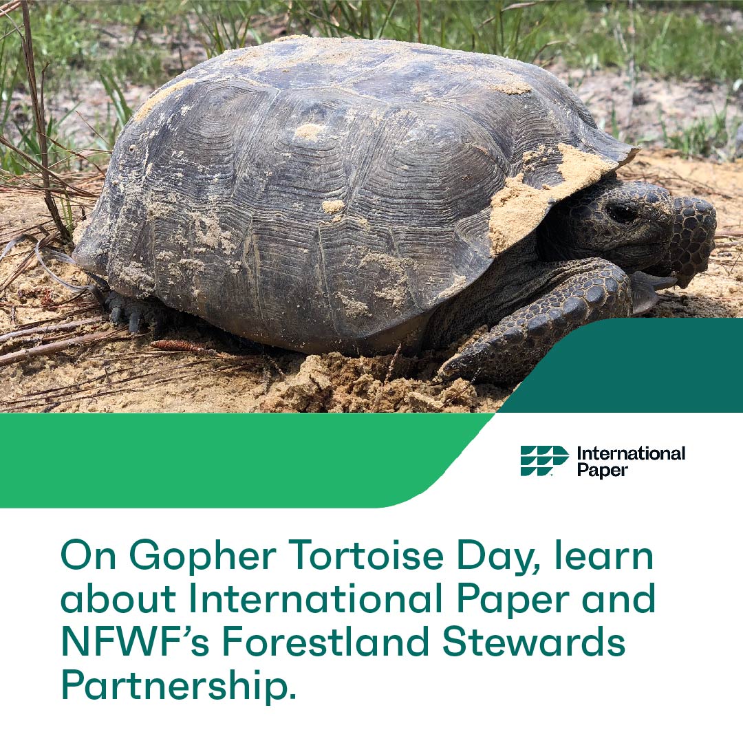 IntlPaperCo's tweet photo. How does the gopher tortoise contribute to the success of an entire ecosystem? On gopher tortoise day, learn more about how International Paper and NFWF are restoring this fascinating animal's natural habitat through our Forestland Stewards Partnership: https://t.co/3DMMCLuyCX https://t.co/MAMXvYD7Gv