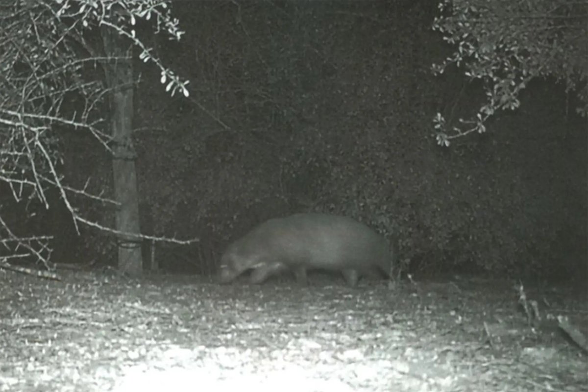 nypost's tweet photo. Picture of ‘mystery animal’ leaves park officials stumped https://t.co/CtkCqWvJUN https://t.co/KMAxnGpr96