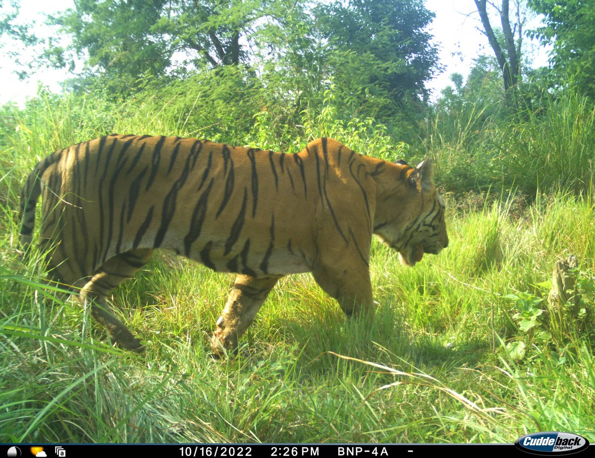 its_rabinkc's tweet photo. Proactive monitoring of problematic tigers seems very effective for human-tiger coexistence. Last 4 years, camera traps were deployed in 75 events of the Bardia-Banke complex to monitor such tigers.
#Pantheratigris #tiger #research #monitoring
#NTNC #Humantigerconflict https://t.co/PEv7NNNYTL