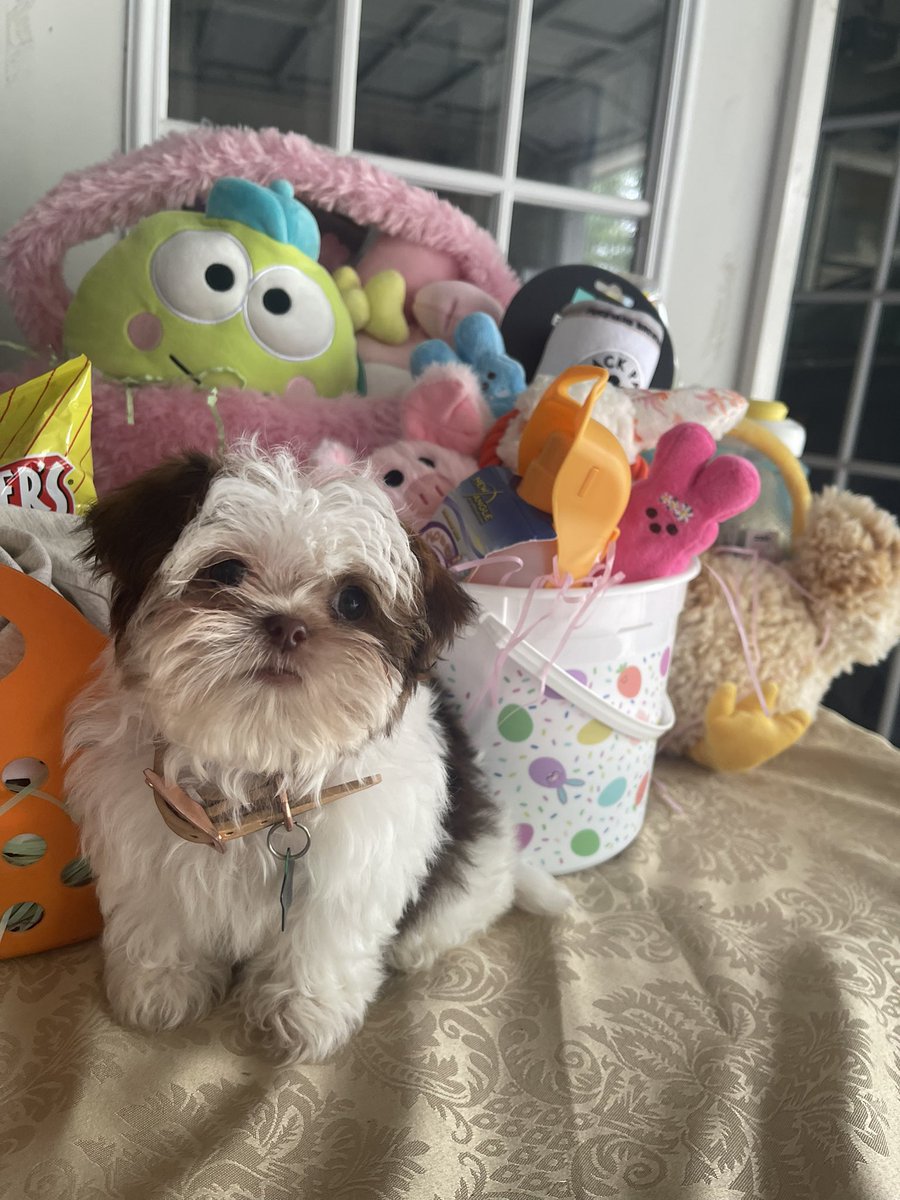 our DOG got an easter basket