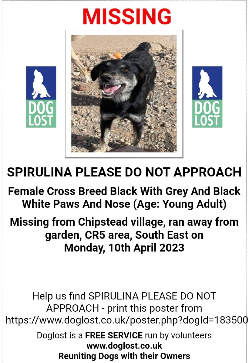 🐕 SPIRULINA is a female #MISSING RESCUE DOG MISSING 10th April 2023 after she ran from her garden in Chipstead village #Surrey #CR5  
She has a short bump like tail &amp; long legs. Please do not approach if seen 🙏

doglost.co.uk/dog-blog.php?d…