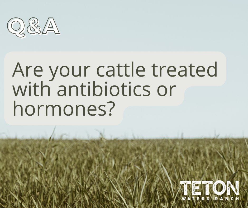 twrgrassfedbeef's tweet photo. Our cattle are never treated with antibiotics or given added hormones. Our cattle graze and grow as nature intended, with fewer health problems than industrially raised cattle. Any sick cattle are treated as needed, segregated &amp; removed from our program.  https://t.co/pPjmOJDieK https://t.co/bRwddD6O0d