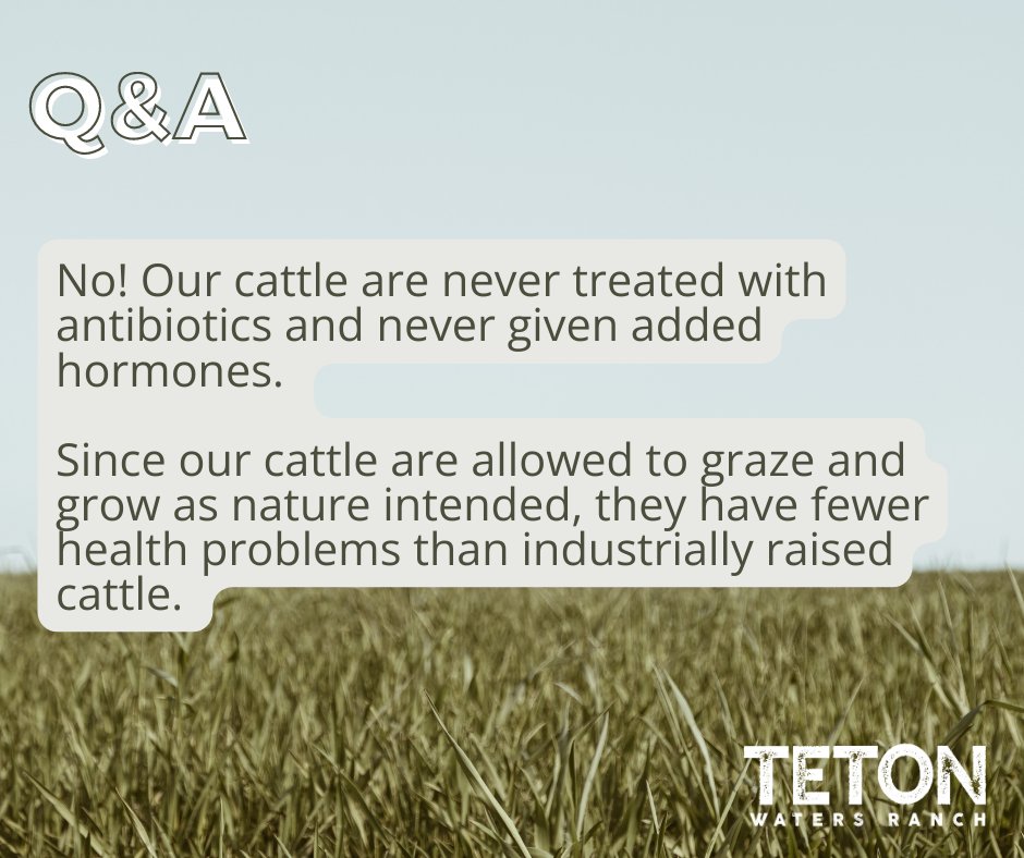 twrgrassfedbeef's tweet photo. Our cattle are never treated with antibiotics or given added hormones. Our cattle graze and grow as nature intended, with fewer health problems than industrially raised cattle. Any sick cattle are treated as needed, segregated &amp; removed from our program.  https://t.co/pPjmOJDieK https://t.co/bRwddD6O0d