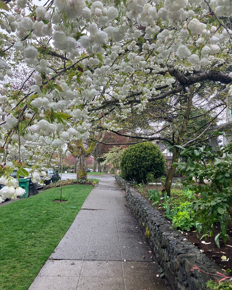 SteamBattalions's tweet photo. Went for a walk in the rain in the neighborhood yesterday - spring has sprung! #Seattle #MtBakerNeighborhood #Seattlephotography https://t.co/IstZOUqImG