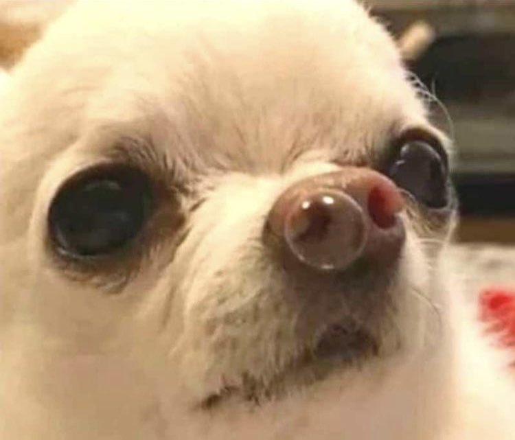 luviIIa321's tweet photo. Check on your friends with allergies, 
We are NOT okay right now https://t.co/6RQw7KQJnk