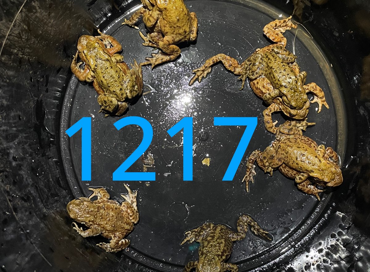 j_sparey's tweet photo. Record-breaking year for #toadpatrol with 1217 moved to safety. 

NW Worcestershire, 2023. https://t.co/AABfgWZSVj