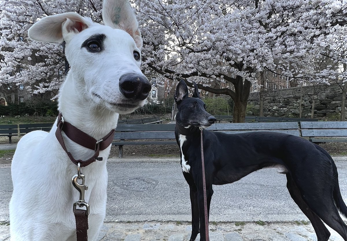26thGryhnds's tweet photo. New album dropping soon. 
#greyhounds #racingproud https://t.co/izKtGqMRY3