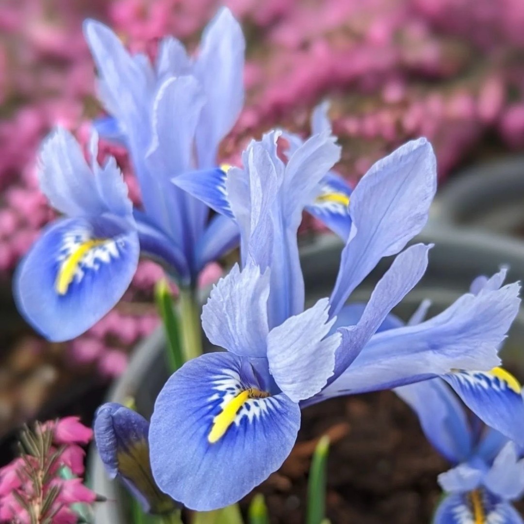 Plant Something Together tweet media