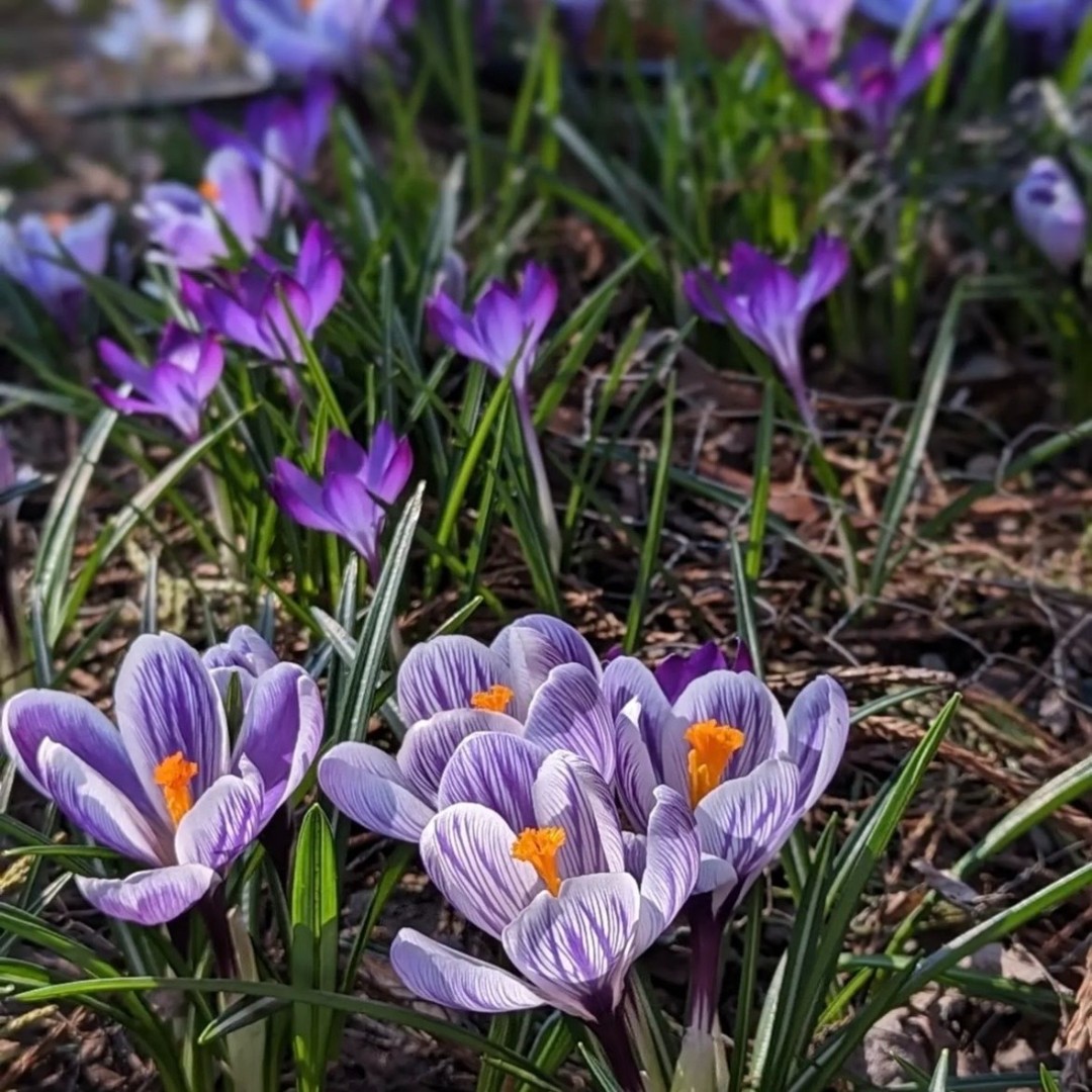 Plant Something Together tweet media