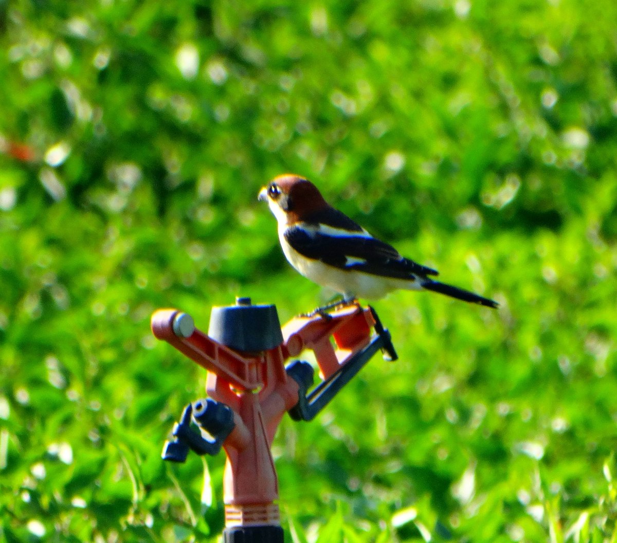 Geçen yaz en çok gördüğüm kuştu belki. (İlk fotoğraf dişi, ikincisi erkek birey) 
#HaftanınKuşu
🪶 Kızıl Başlı Örümcekkuşu
📍 İslahiye/Gaziantep
🗓️ 10 Eylül 2022