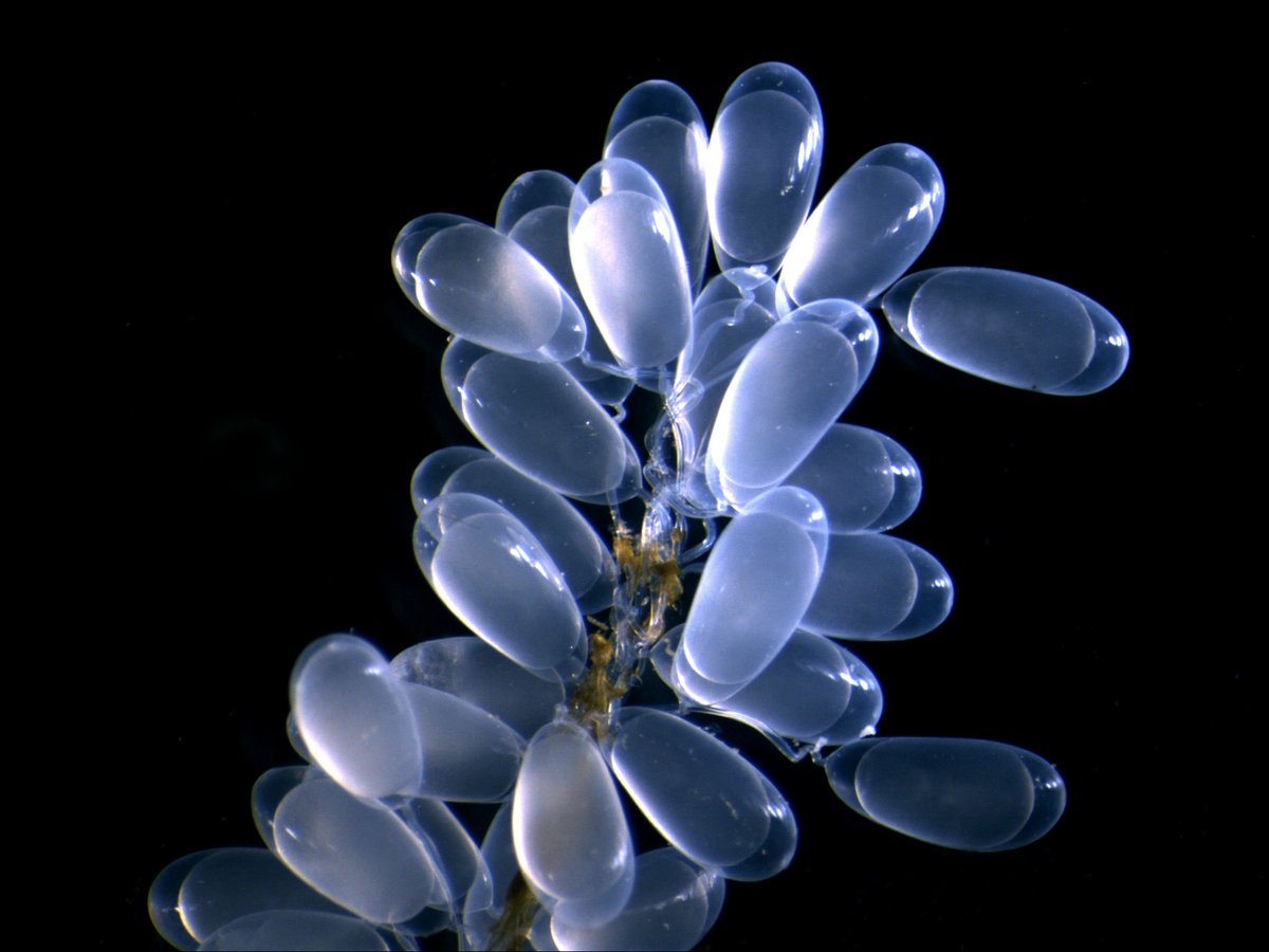 Happy #MicroscopyMonday! Did you know that a female octopus can lay up to 400,000 eggs?

bit.ly/3m2wzS1 

Photo Cred: Erica Donlon
