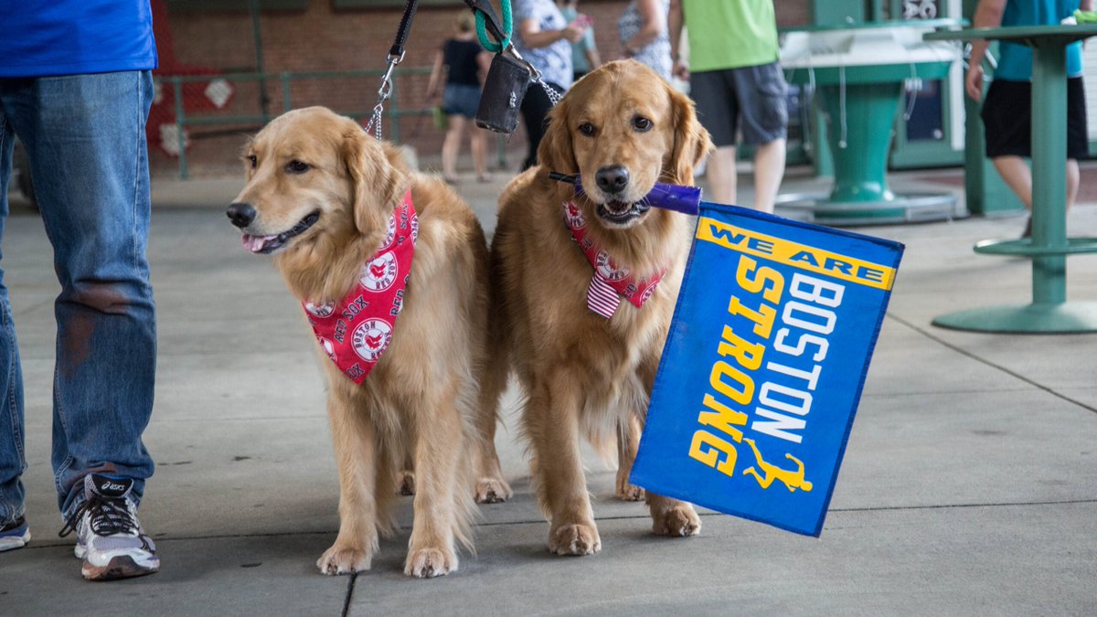 BostonDotCom's tweet photo. 100+ dogs will honor Boston Marathon duo Spencer and Penny at ‘Golden Strong’ fundraiser https://t.co/G8sfvke2e0 https://t.co/0Ic5g3UUJX