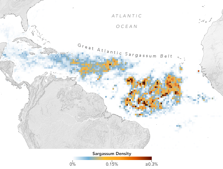 NASAEarth's tweet photo. A massive seaweed bloom in the Atlantic is the largest on record for March.

This map shows the seaweed stretching from the west coast of Africa to the Gulf of Mexico. Scientists estimate the seaweed totaled about 13 million tons. https://t.co/knRPfBrOGj https://t.co/vLu9SLBmXr