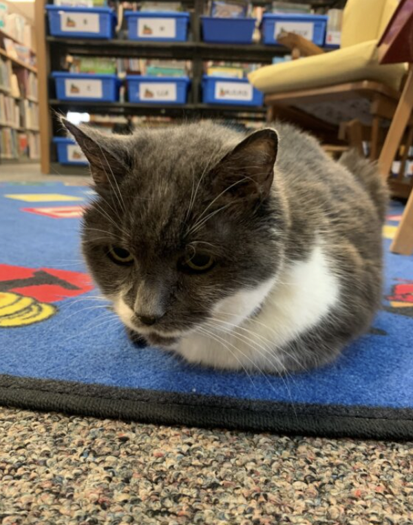 MLAoffice's tweet image. Library supporters come in all shapes and sizes. Lovely to see this community come together for their smallest (and fuzziest) supporter!  ➡️ post-journal.com/news/top-stori…

#MILibraries #LoveMILibraries #MiRightToRead #MILIbraryisNOW #lovelibraries