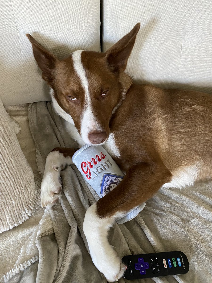 bignosebluffton's tweet photo. having a ruff monday https://t.co/nhoehwoq5J
