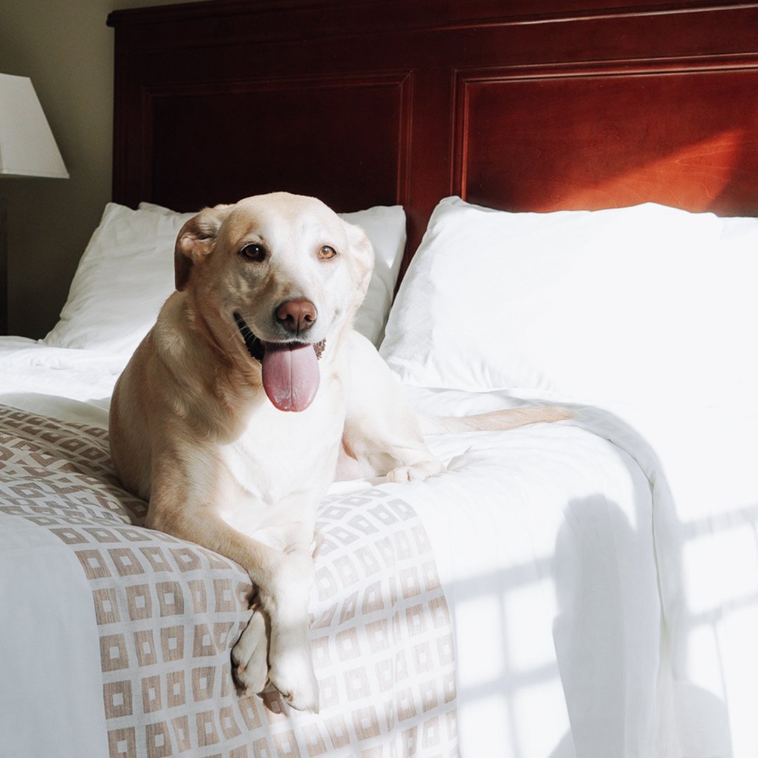 Meet Nova. Nova’s never been to a hotel before, but we gotta say - she looks like she’s pretty settled in and comfy in one of our suites!

Enjoy your stay, Nova! ✨

(Looking for a pet-friendly hotel in #downtownyeg? We’ve got you!