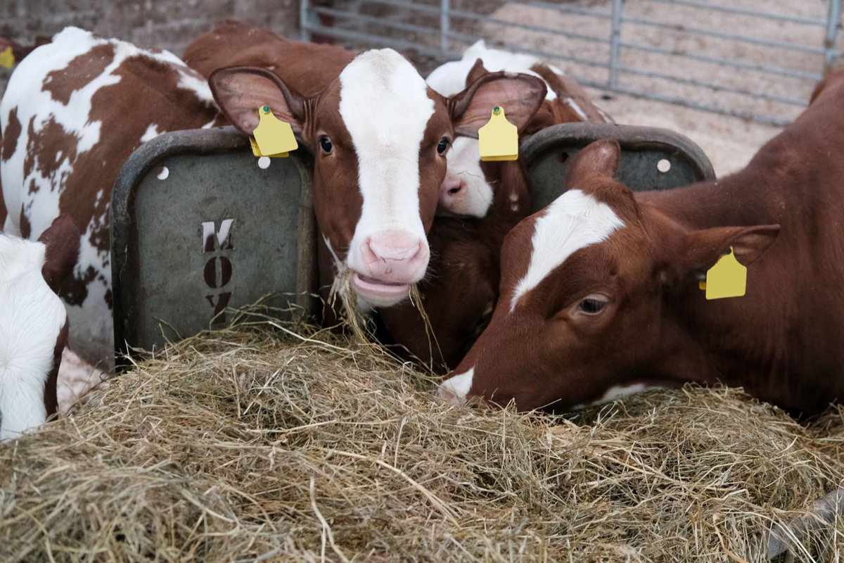 Holstein Young Breeders tweet media
