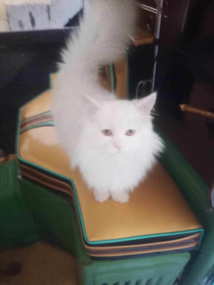 My Cat is a Kitten Very nice.