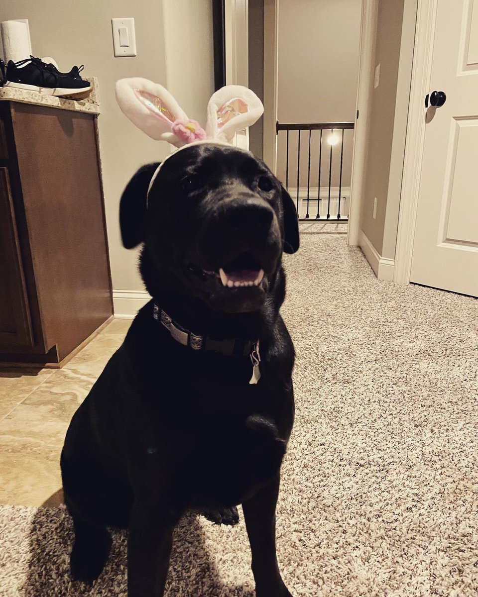 Scout hopes you had a great Easter weekend. #blacklab #EasterWeekend