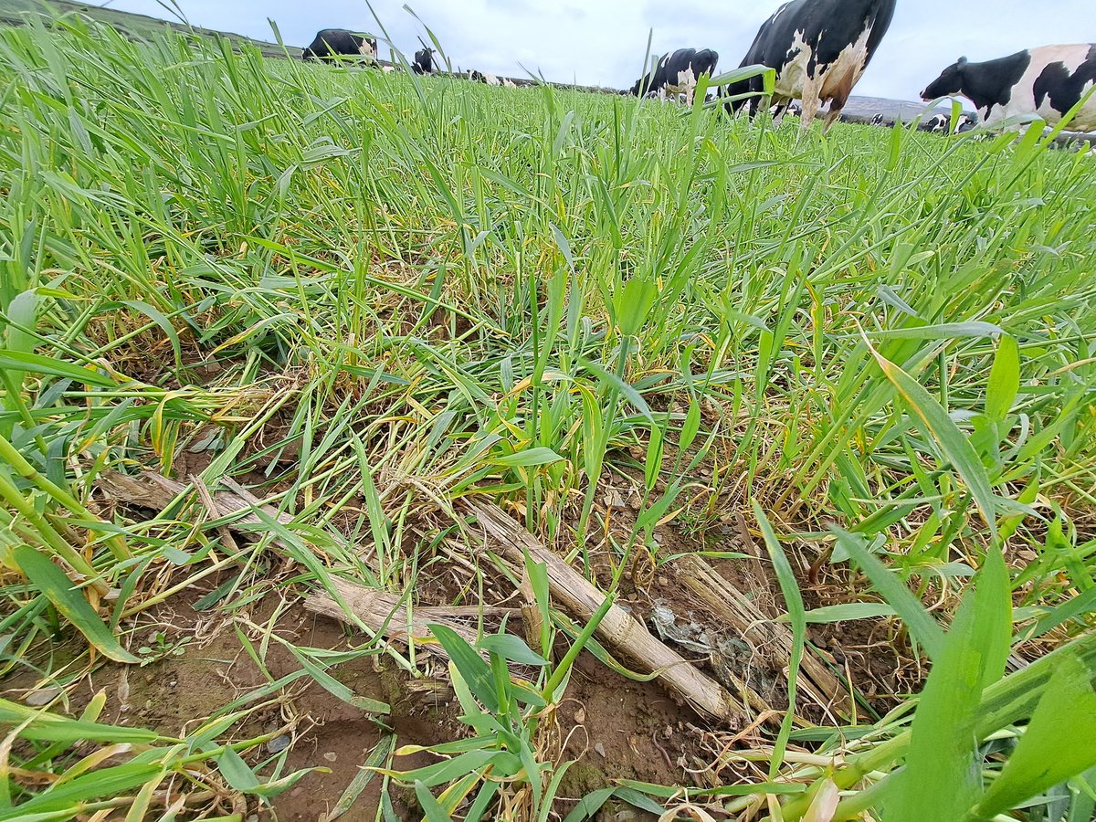 Michael Williams tweet media