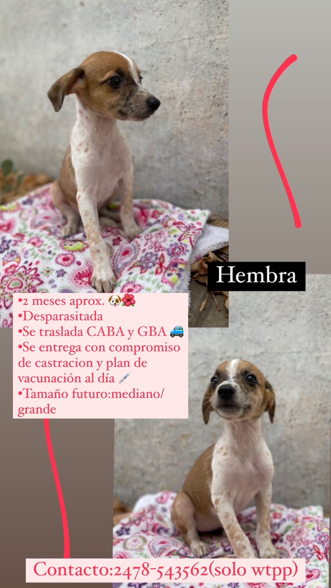 Bbs en ADOPCION RESPONSABLE 🐾❤️🙏🏻🏠