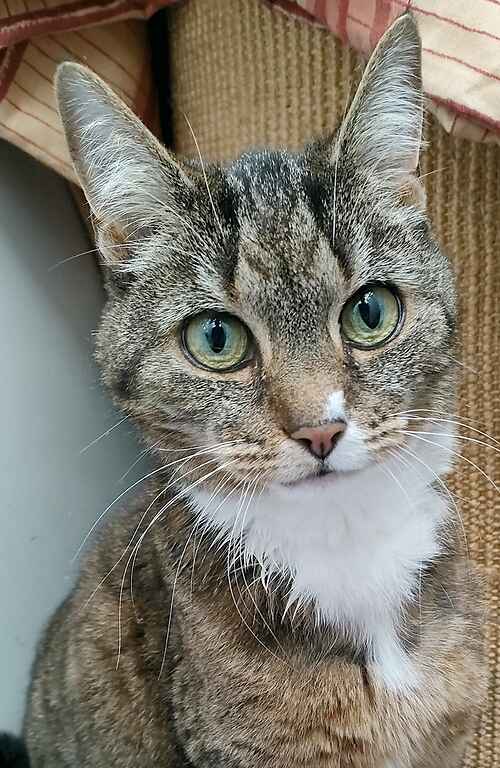 Please retweet to help Tiggy find a home #KENT #UK
   
Aged 14, sadly her dad has gone into care. She is looking for a quiet home, she has some health issues. Please contact the shelter for full information.   

DETAILS or APPLY
lastchanceanimalrescue.co.uk/cattery/cat.php
☎️01732865530
 #cats