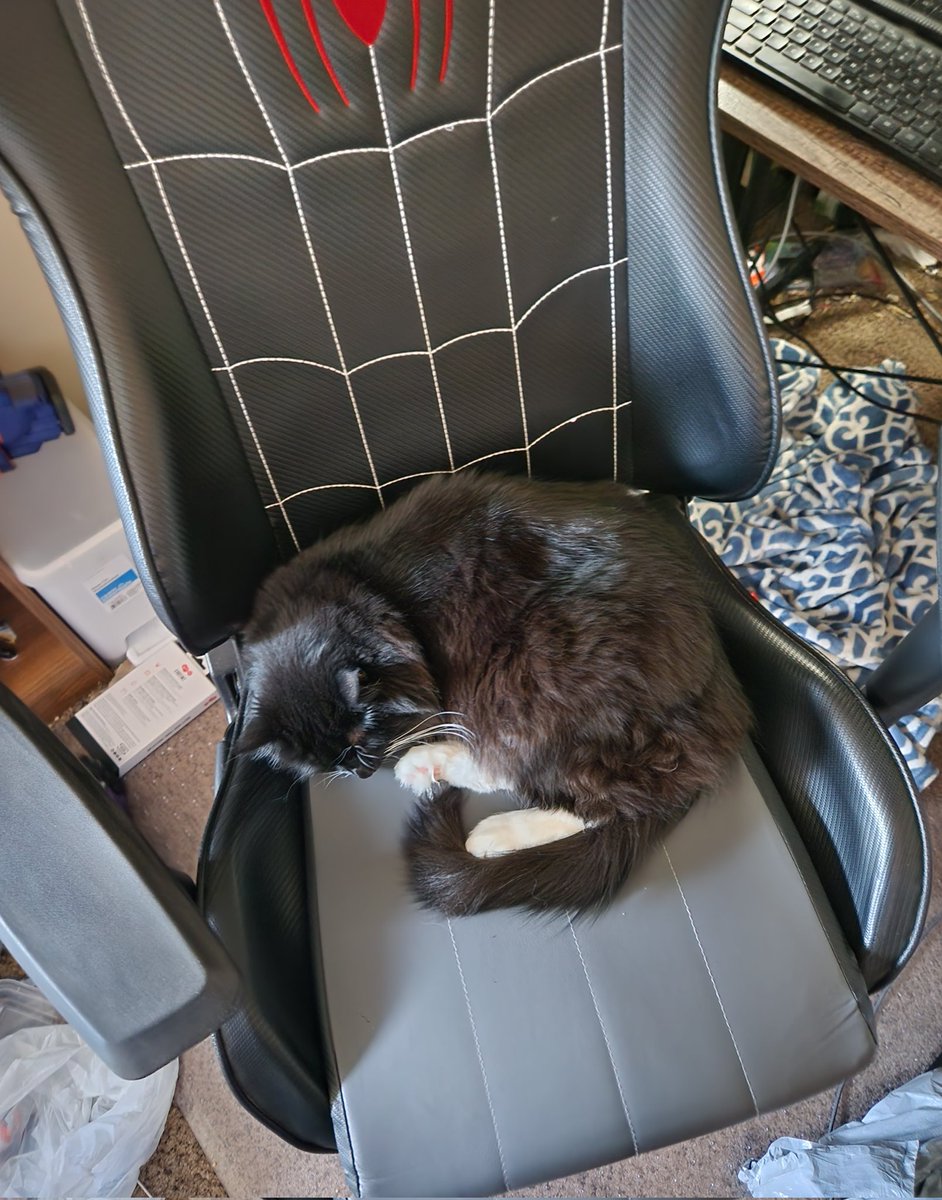 MissSaturnPanda's tweet image. If I don't move from this spot, @Dresden_Nova won't be able to go to work. This is a good plan.