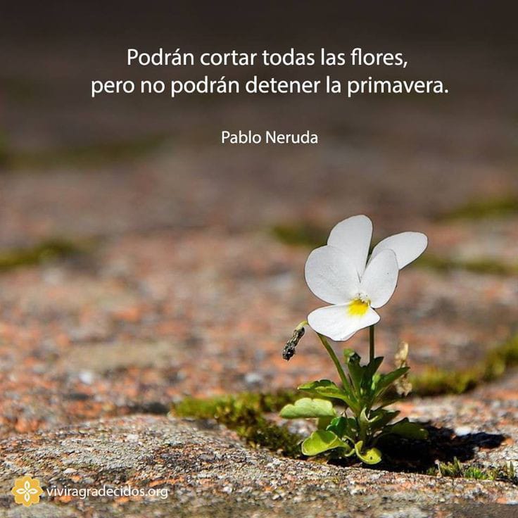 parqueresisten1's tweet photo. Podrán cortar todas las flores, pero no podrán detener la primavera… #escritos #frases #PabloNeruda #poesía #reflexión #delcorazon #fypage #Primavera https://t.co/t4wiSeV9cP