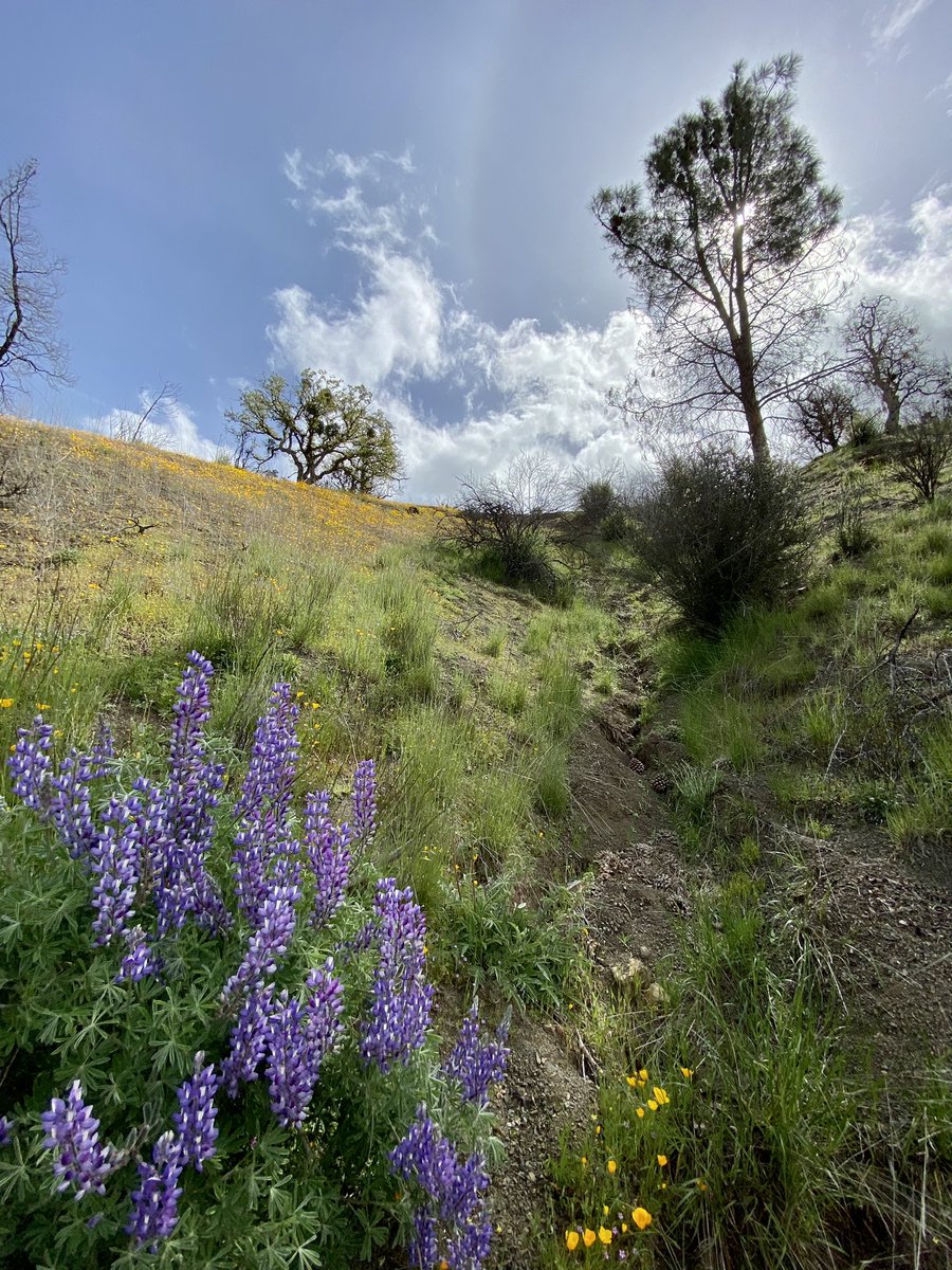 themadfinch's tweet photo. @KQEDForum @JBradDay @SFSU Did a lovely bike ride west of Patterson on Saturday. So green. So many flowers!

Do any of your guests know anything about the rock formation on the south side of Del Puerto Canyon Rd a few miles west of Patterson? (Didn’t get a pic) https://t.co/YkmP1MmrUQ