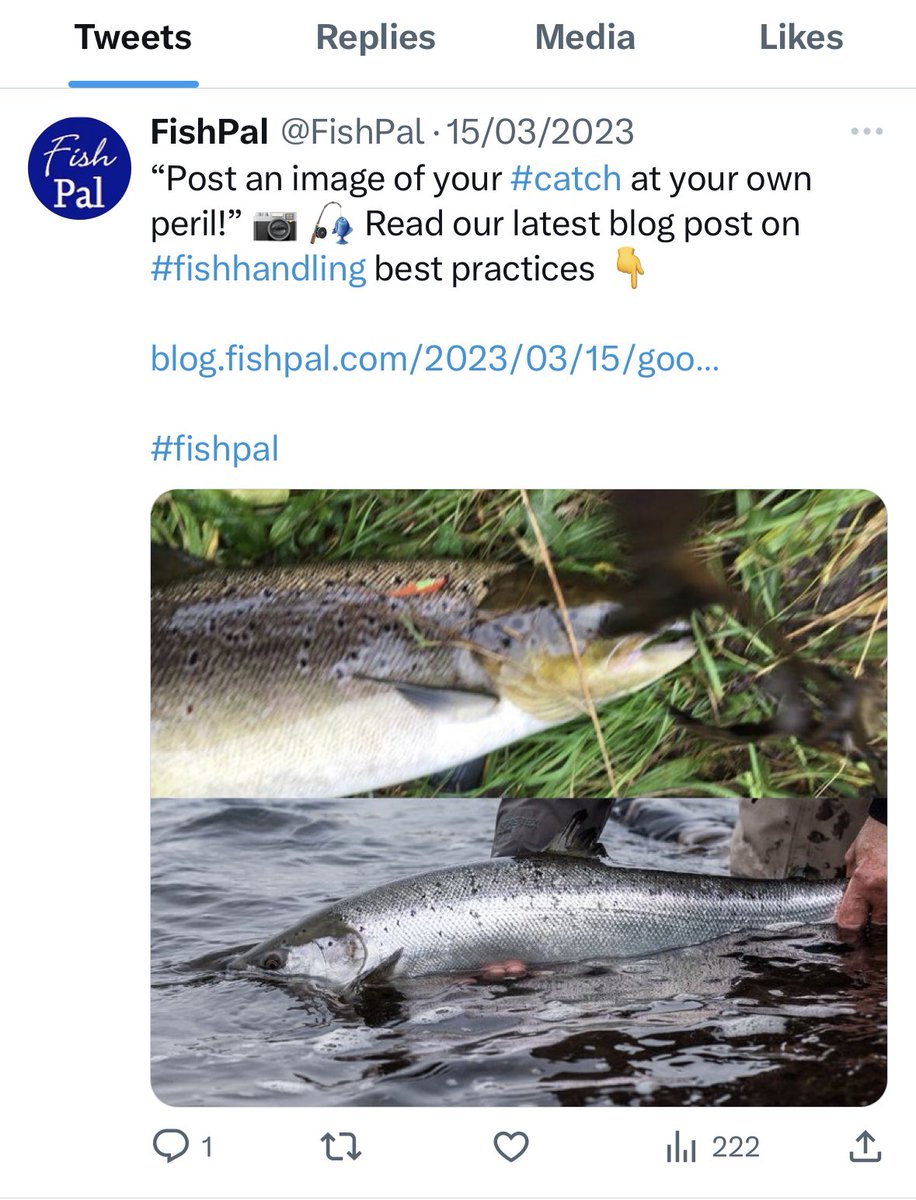 James Stokoe Fishing tweet media