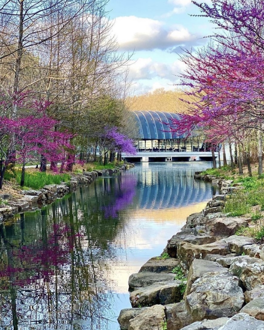 crystalbridges's tweet photo. And so it begins… 🌸

The redbuds are blooming, and that can only mean one thing — spring is finally here! 👏

Come explore the beauty of nature as it combines with the power of art on the #CBtrails, free and open to the public from sunrise to sundown every day. ✨ https://t.co/PdzgjPz1uB