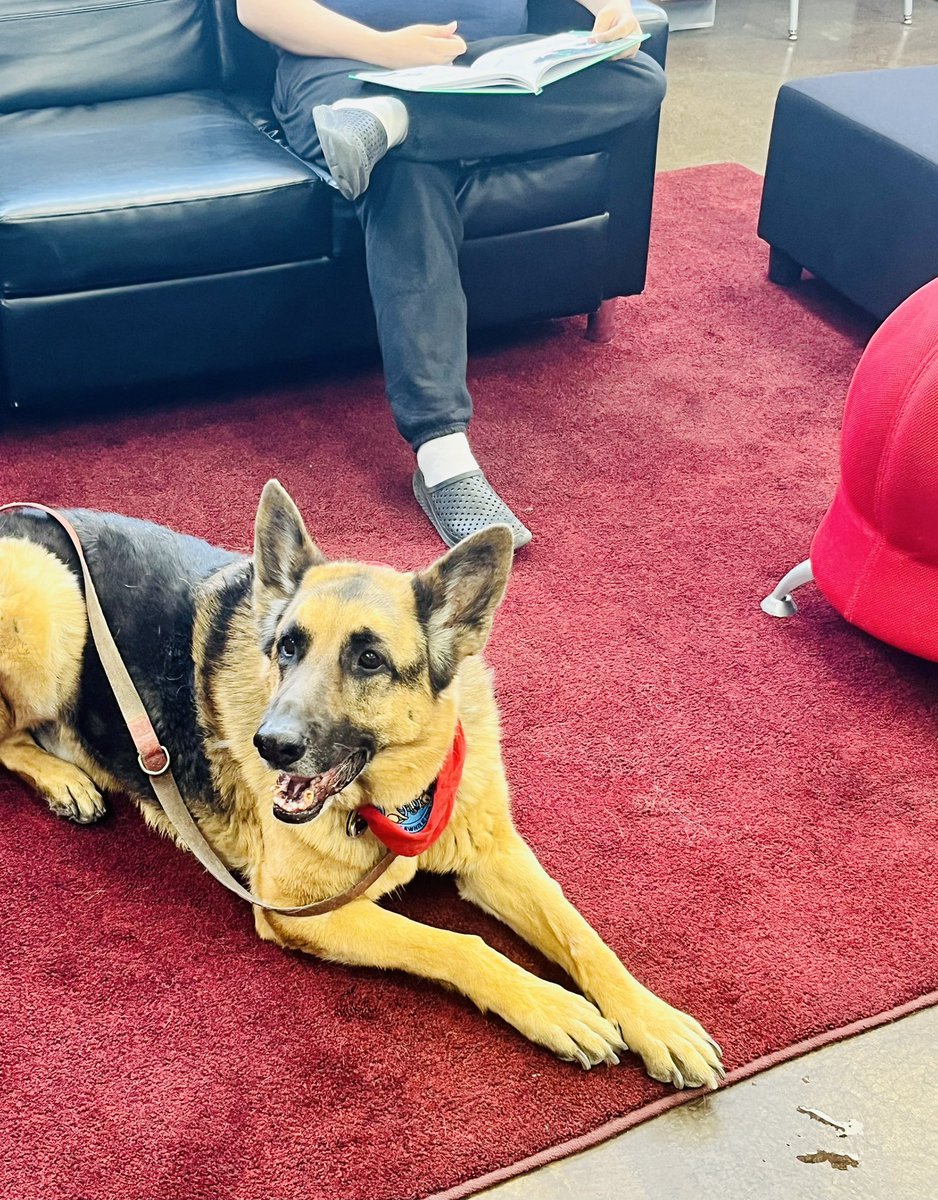 AndressLibrary's tweet photo. Did you know focusing on a cute animal can help reduce anxiety? This makes Rebel the perfect therapeutic distraction to help students read aloud w/o worry &amp; improve their reading fluency. 🥰🐶 Thank you, as always, for volunteering your time to help our students @cisco_romero43! https://t.co/CsFOKgBkUq